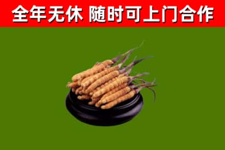 谯城烟酒回收冬虫夏草.jpg